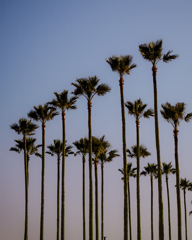 Malibu palms