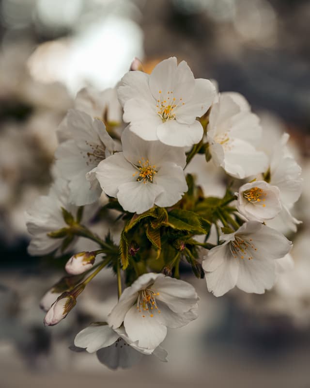Sepia Sakura