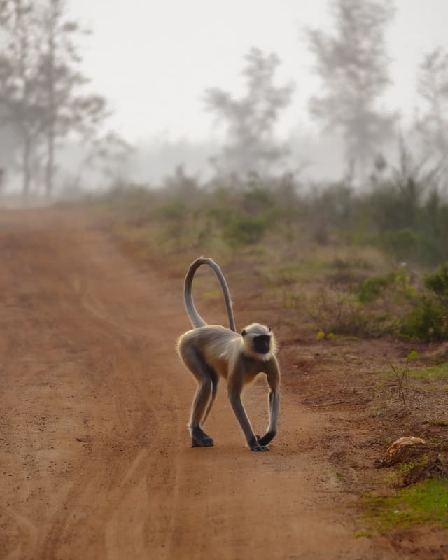 Afternoon Stroll