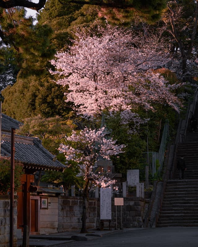 Twilight Blossoms