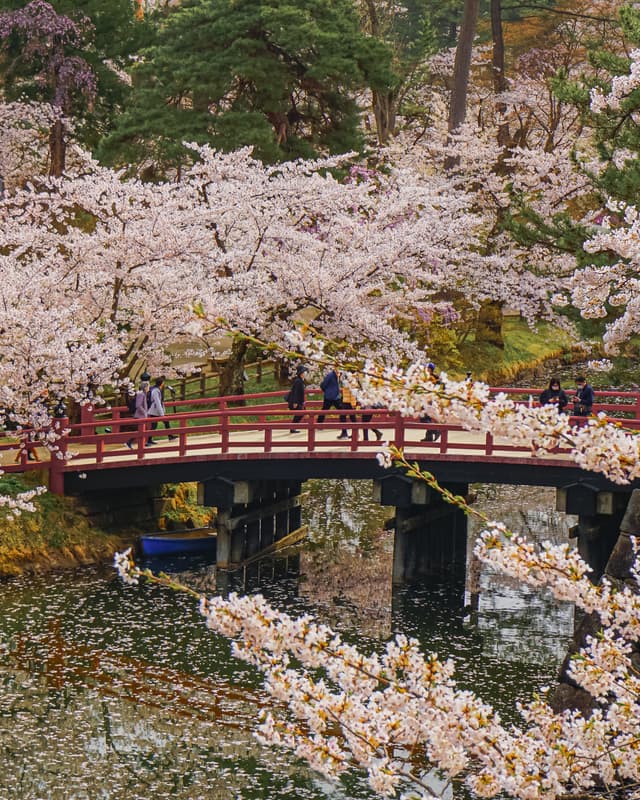 Sakura bridge