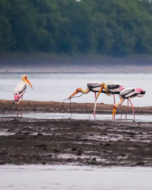 Pecking order