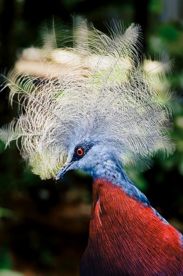 Crowned