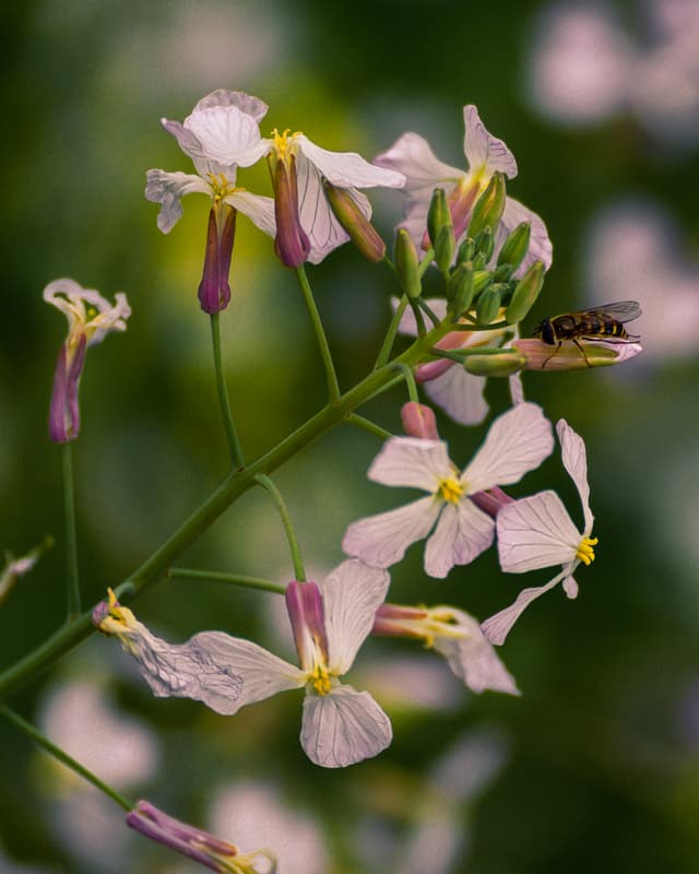 Springtime