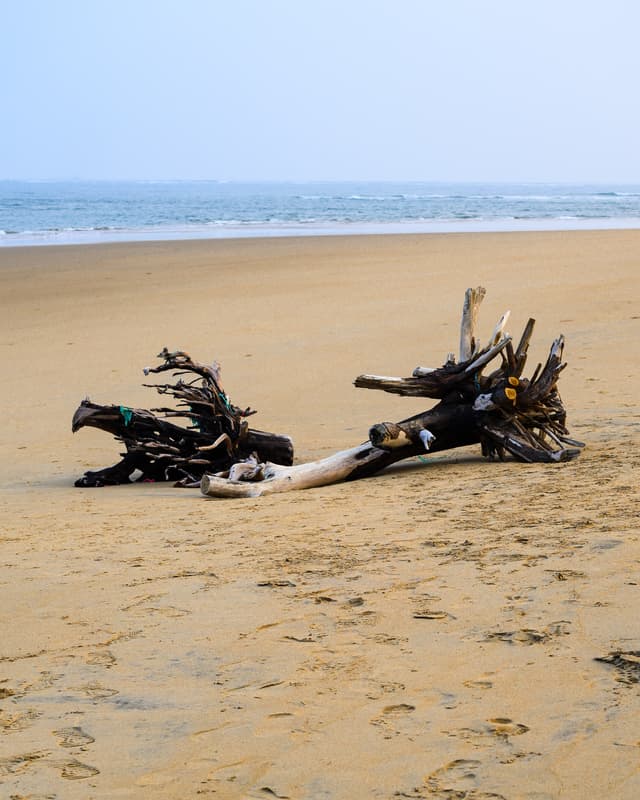 Driftwood