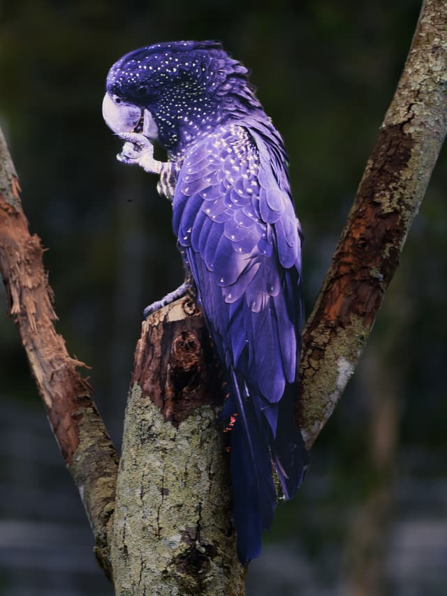 Parakeet