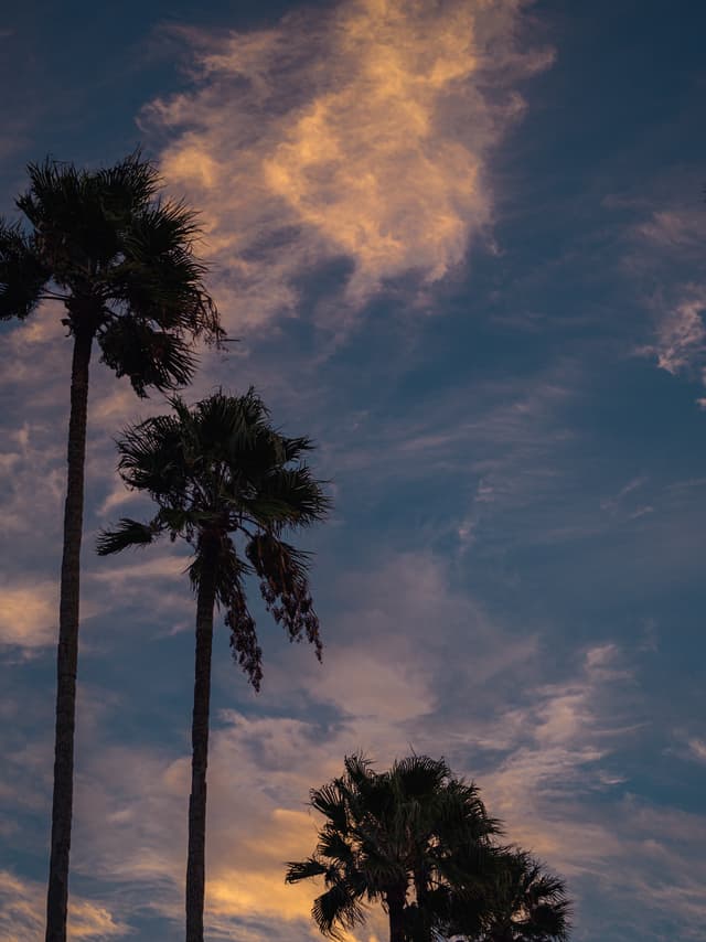 Dancing Palms