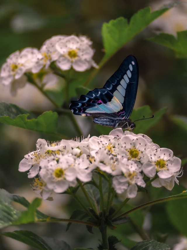 Blue beauty