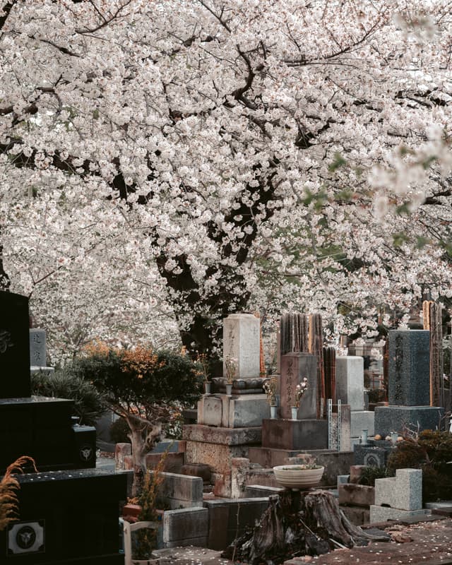 Eternal Spring