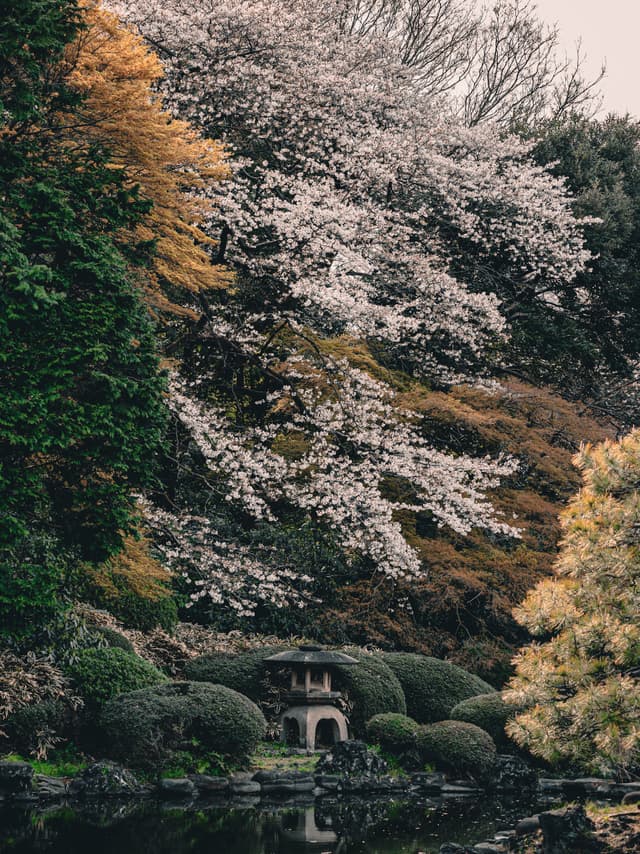 Solace