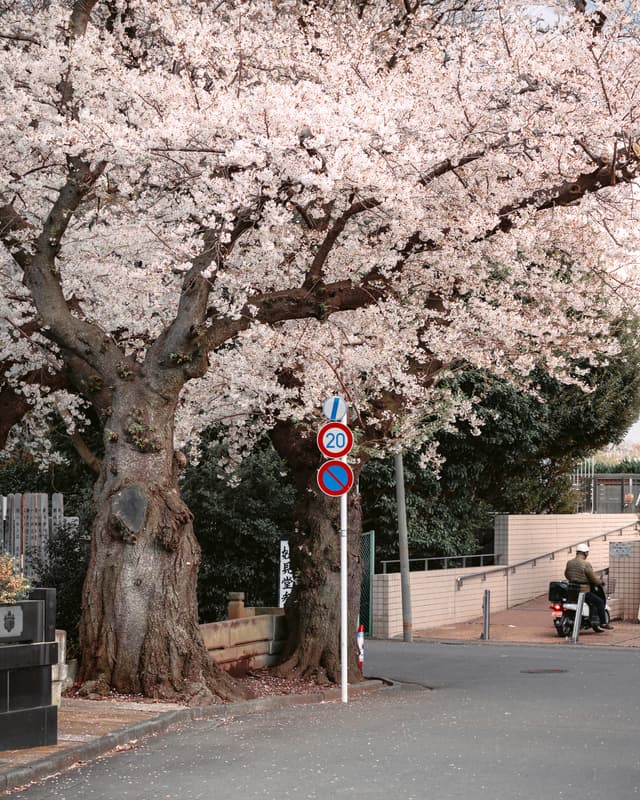 Blossom street