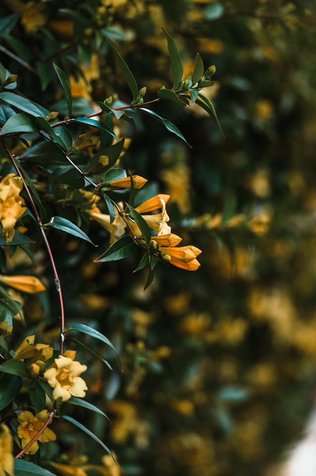Golden cascade
