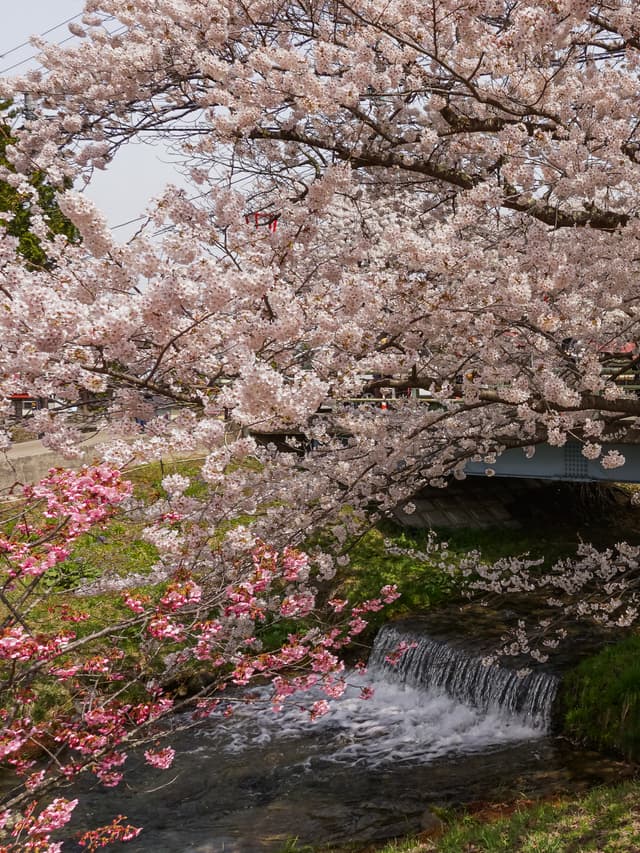Spring Brook