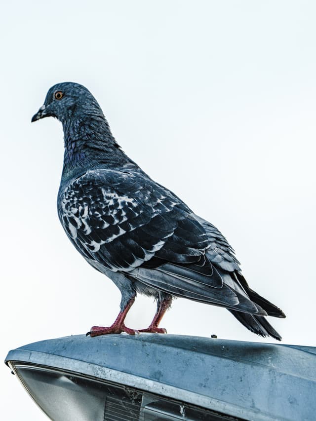 Observer