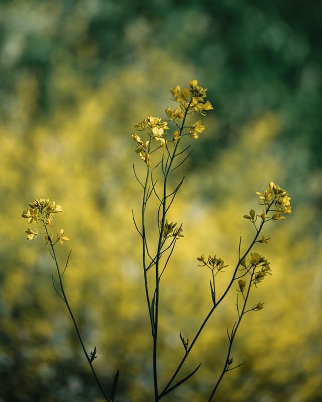 Brassicaceae