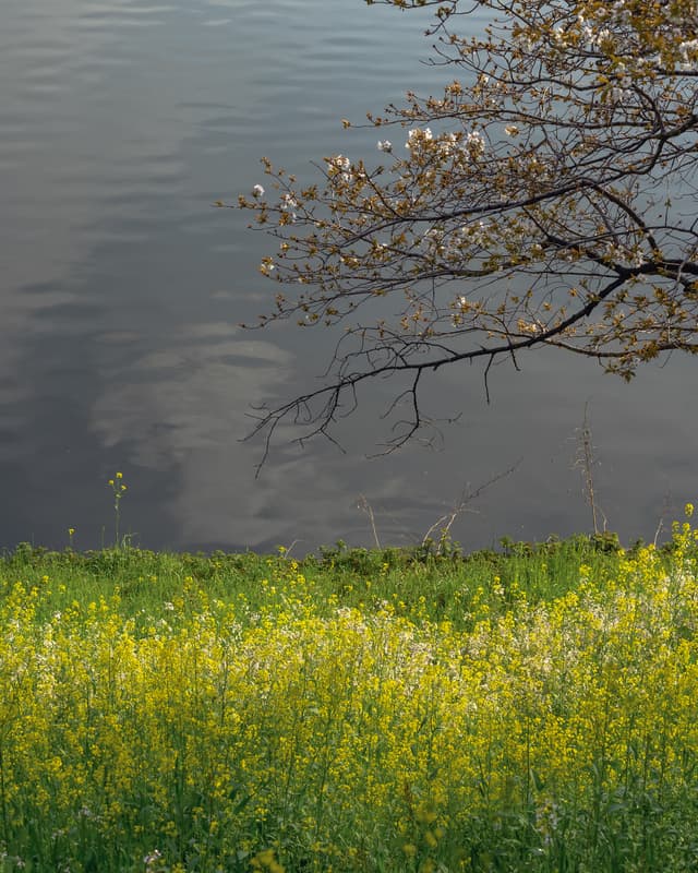 Whispers of spring