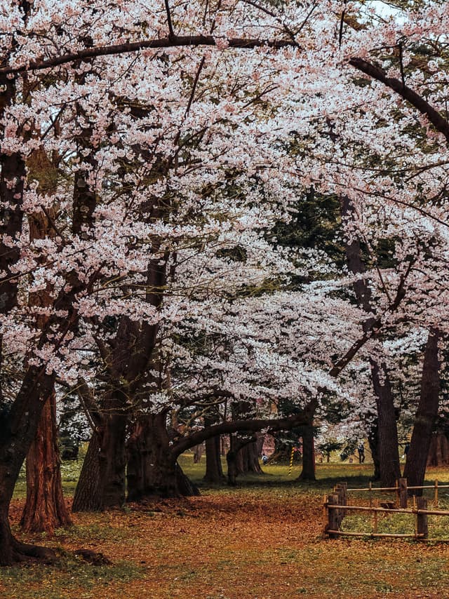 Spring Solitude