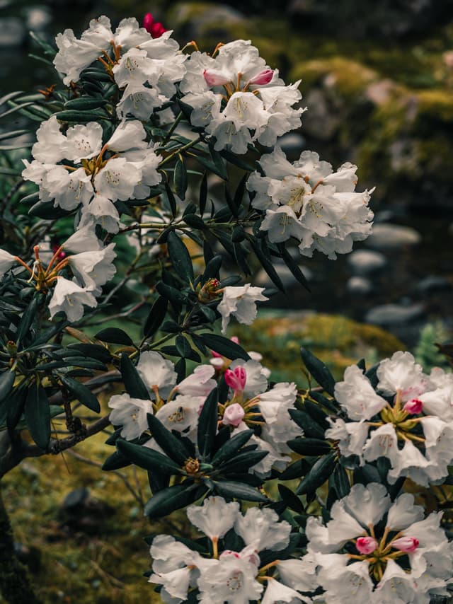 Summer blossoms