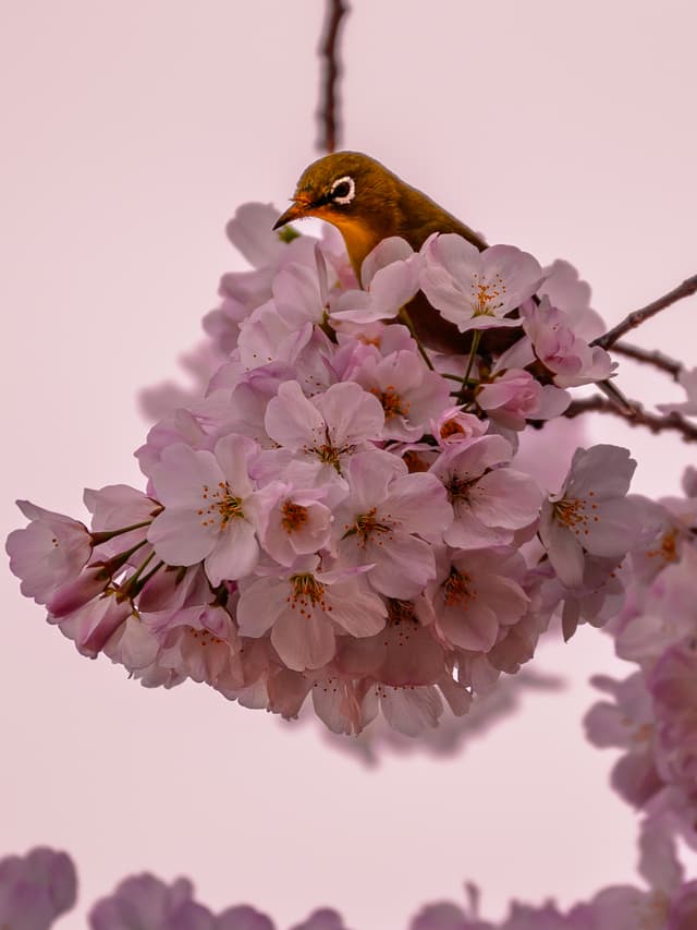 Warbler's nest
