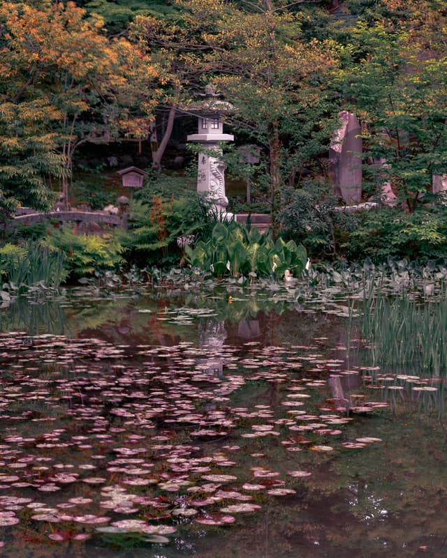 Water Lily