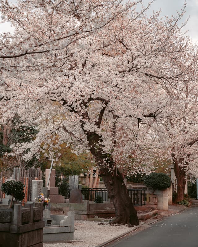 Silent Blooms