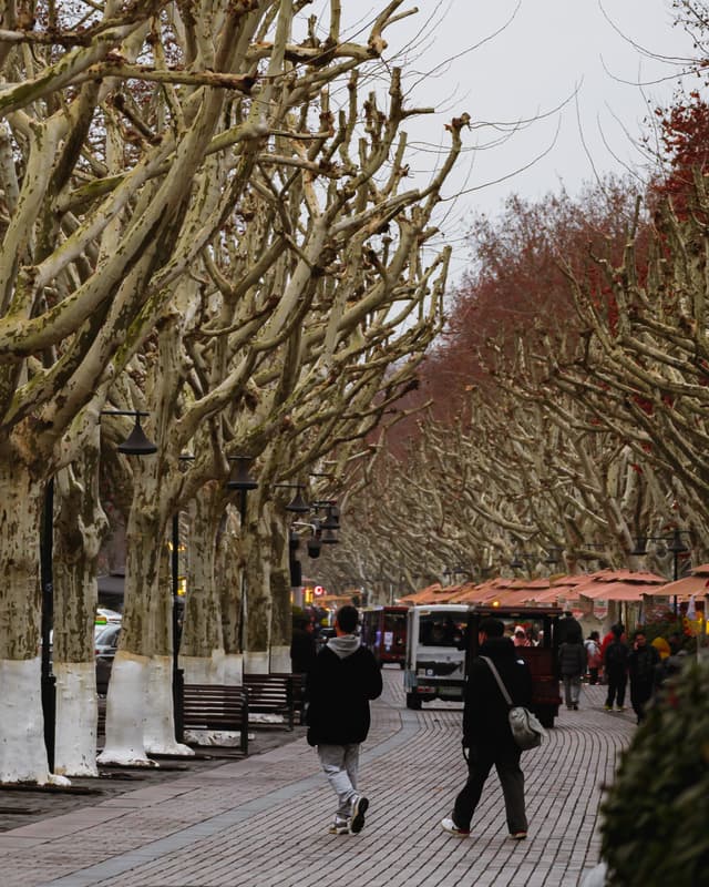 Leafless pathway