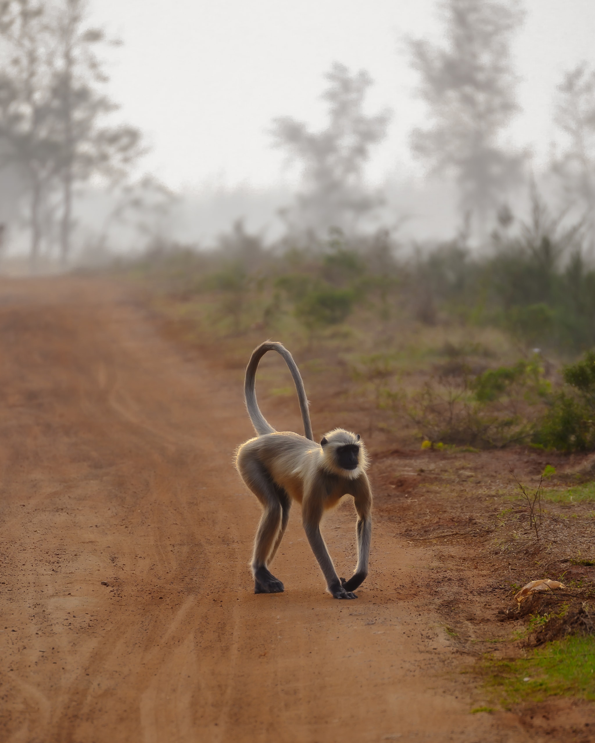 Afternoon Stroll