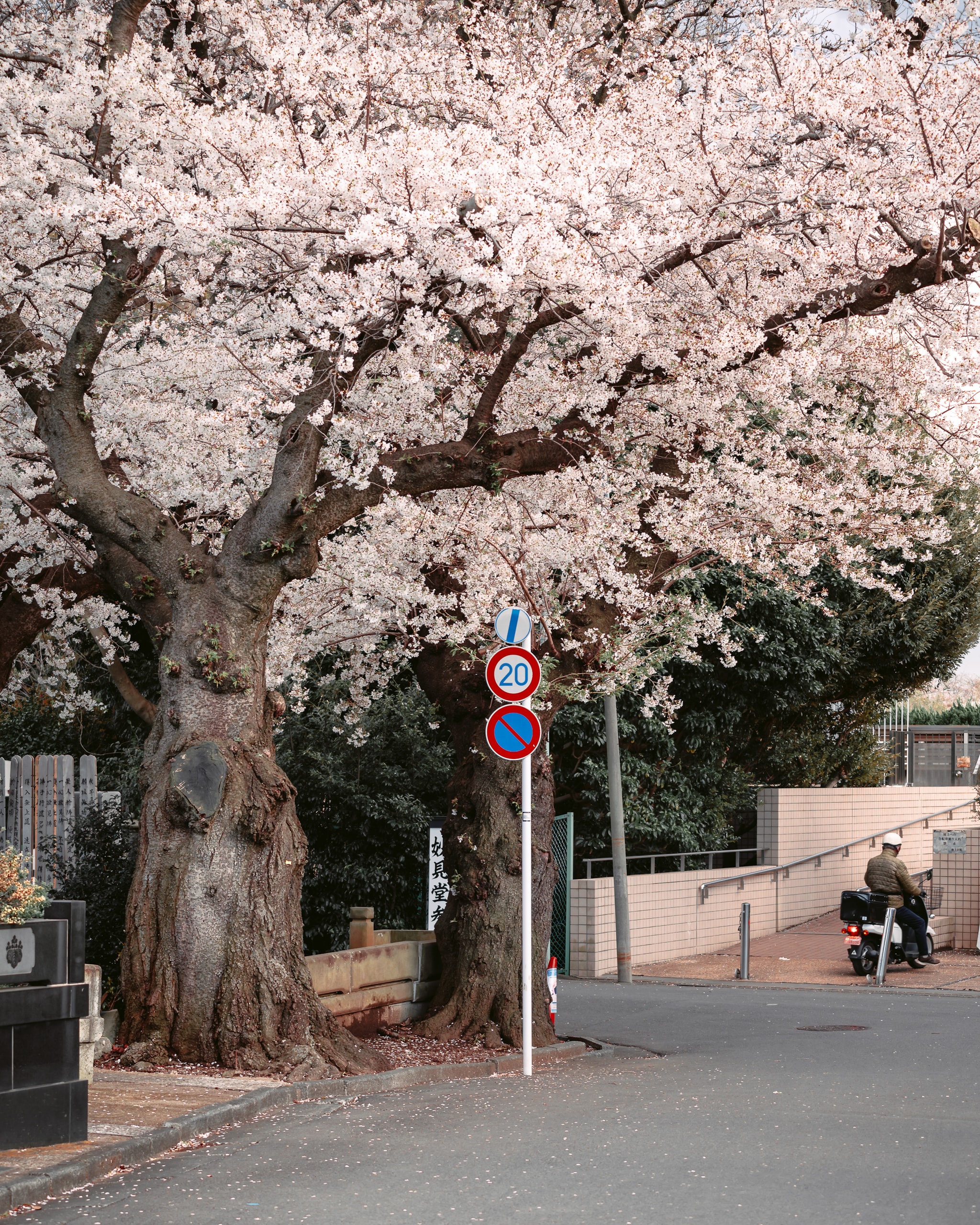 Blossom street