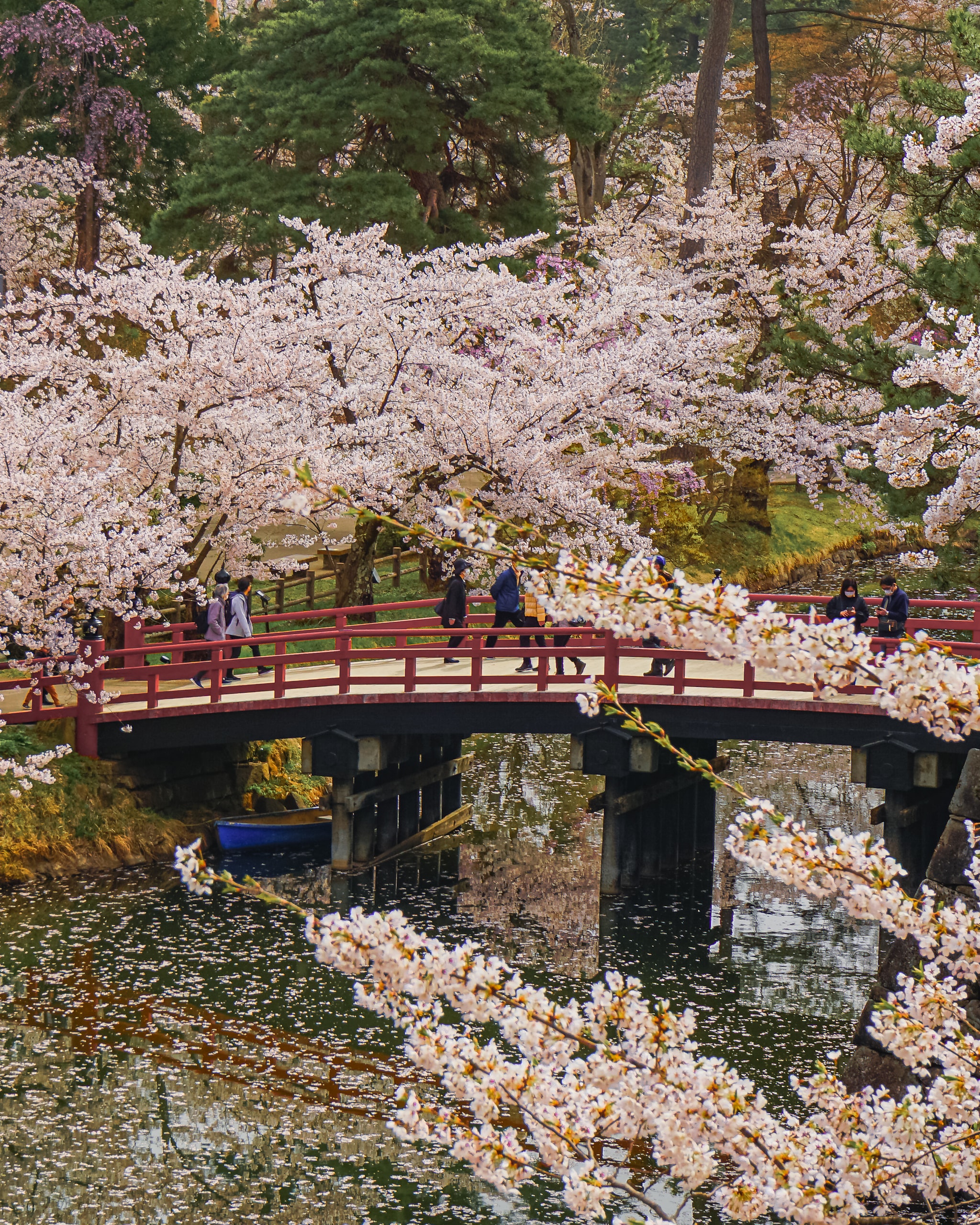 Sakura bridge