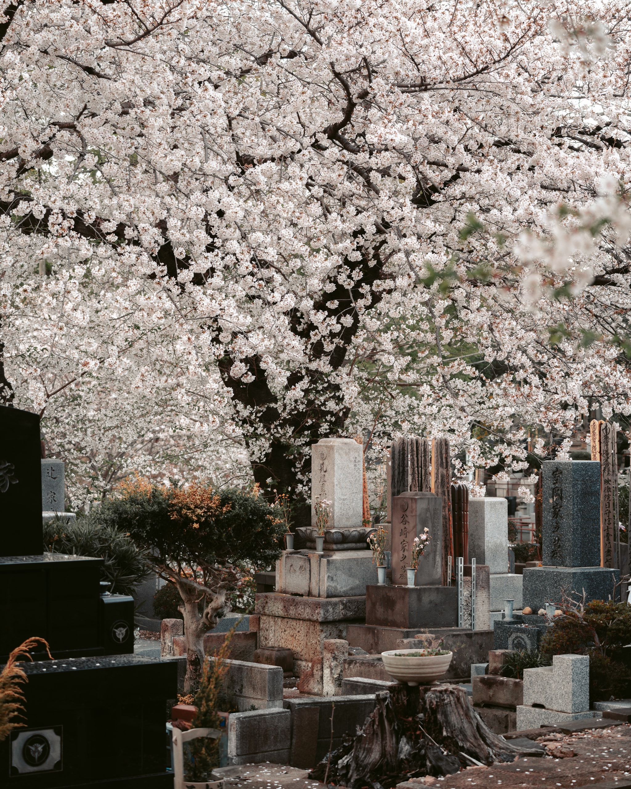 Eternal Spring
