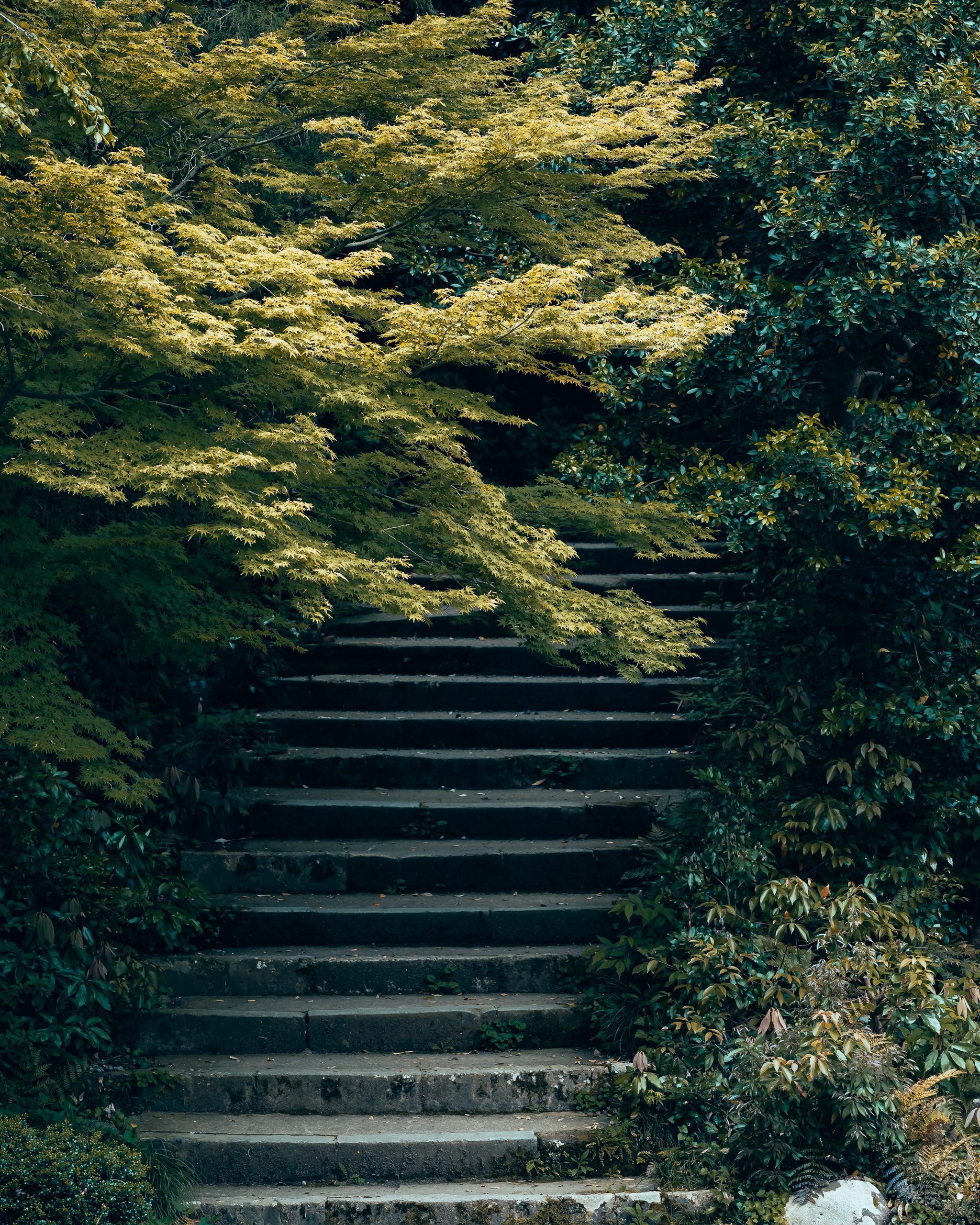 Chosen path