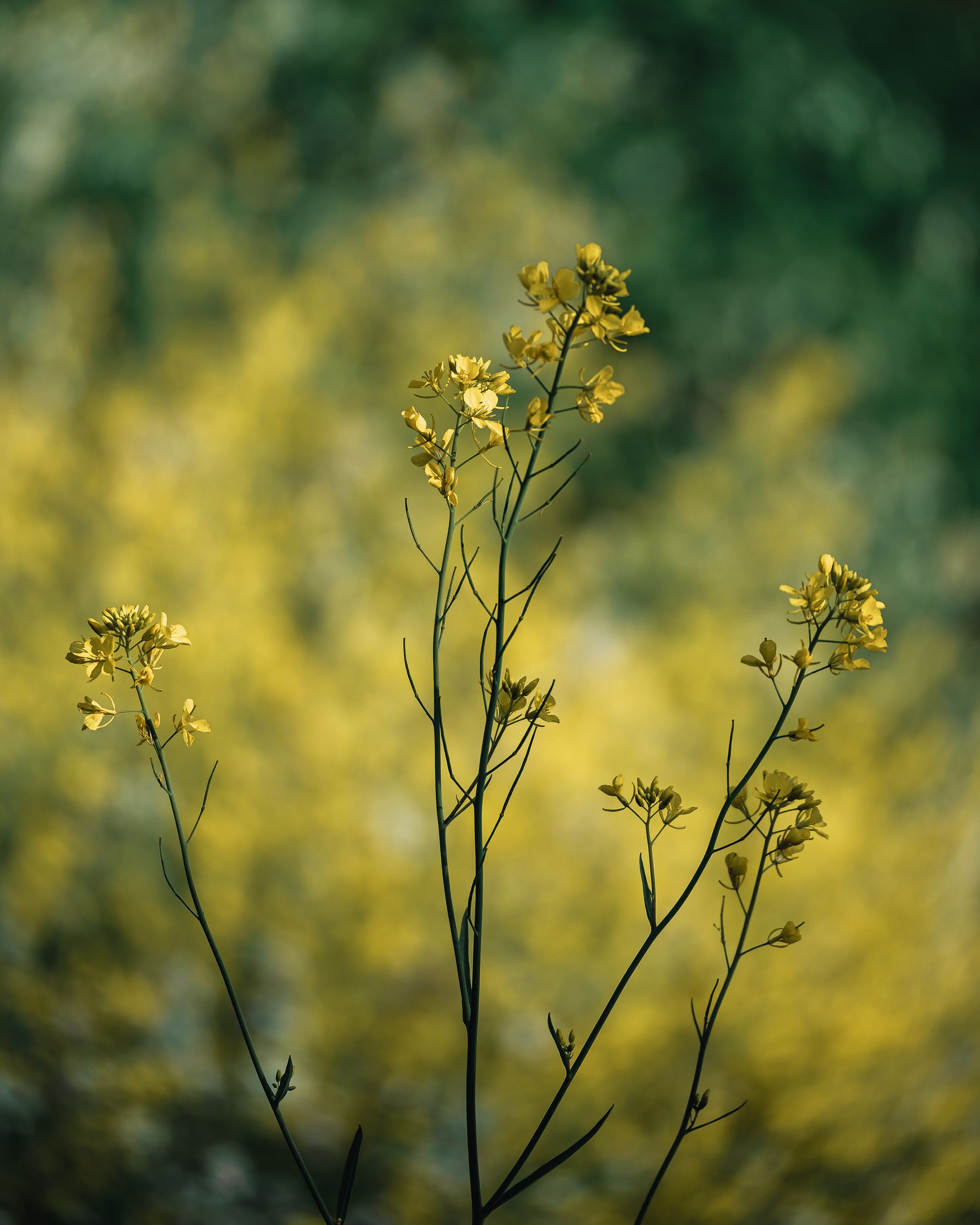 Brassicaceae
