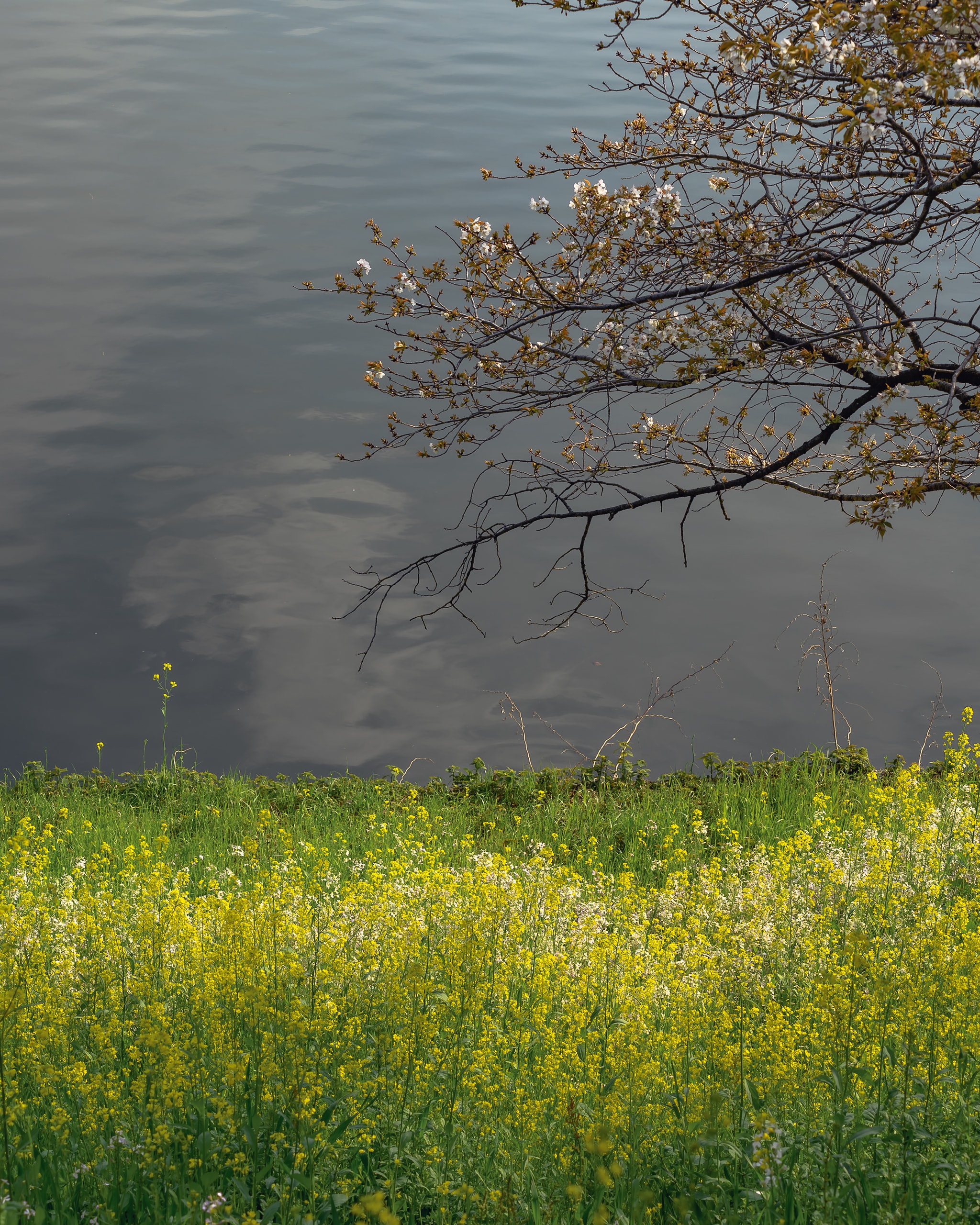 Whispers of spring