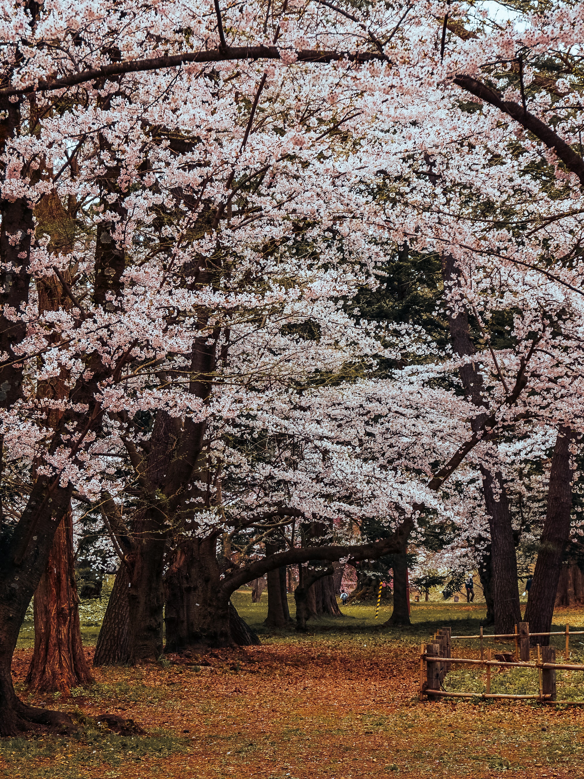 Spring Solitude