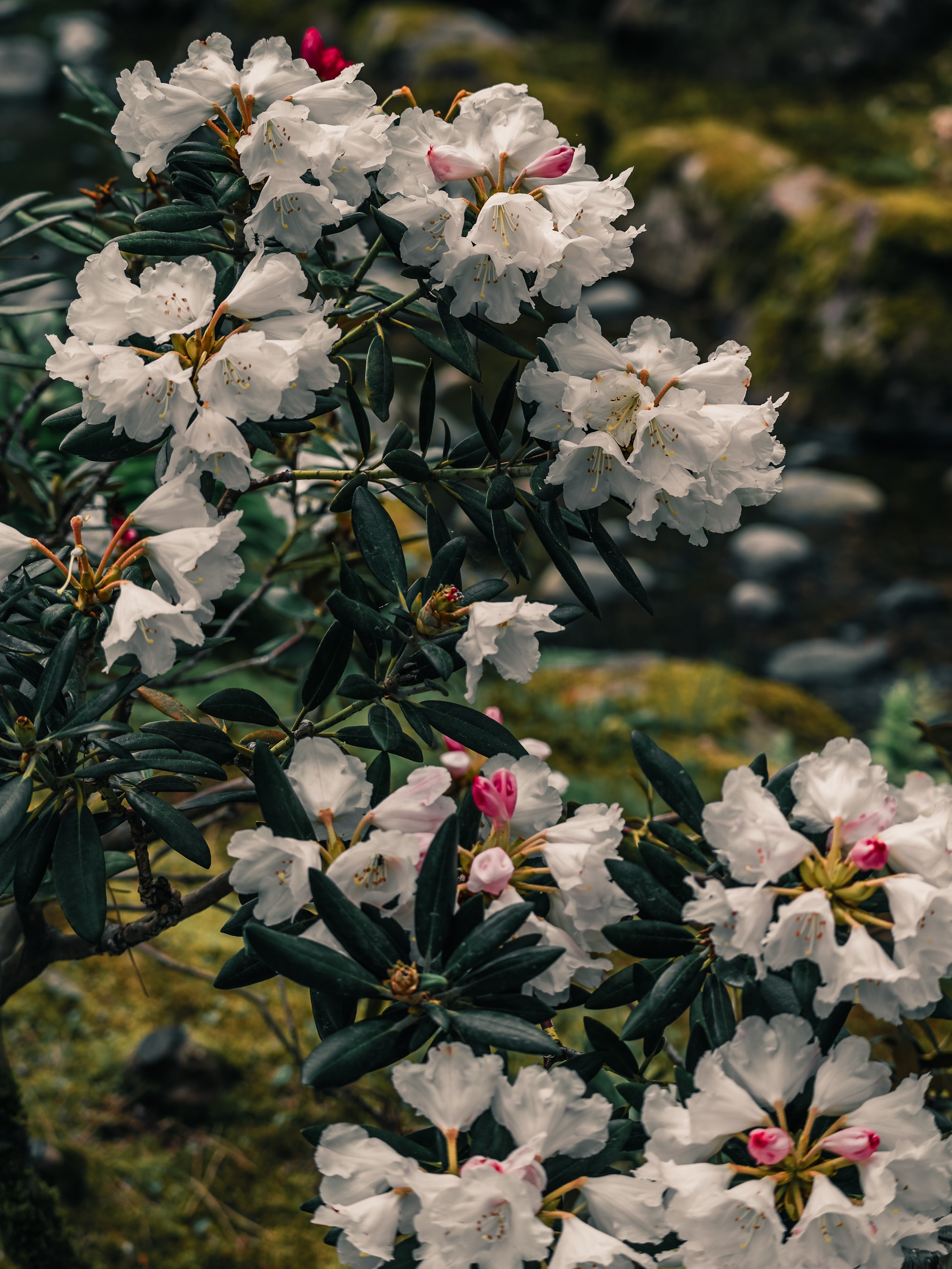 Summer blossoms