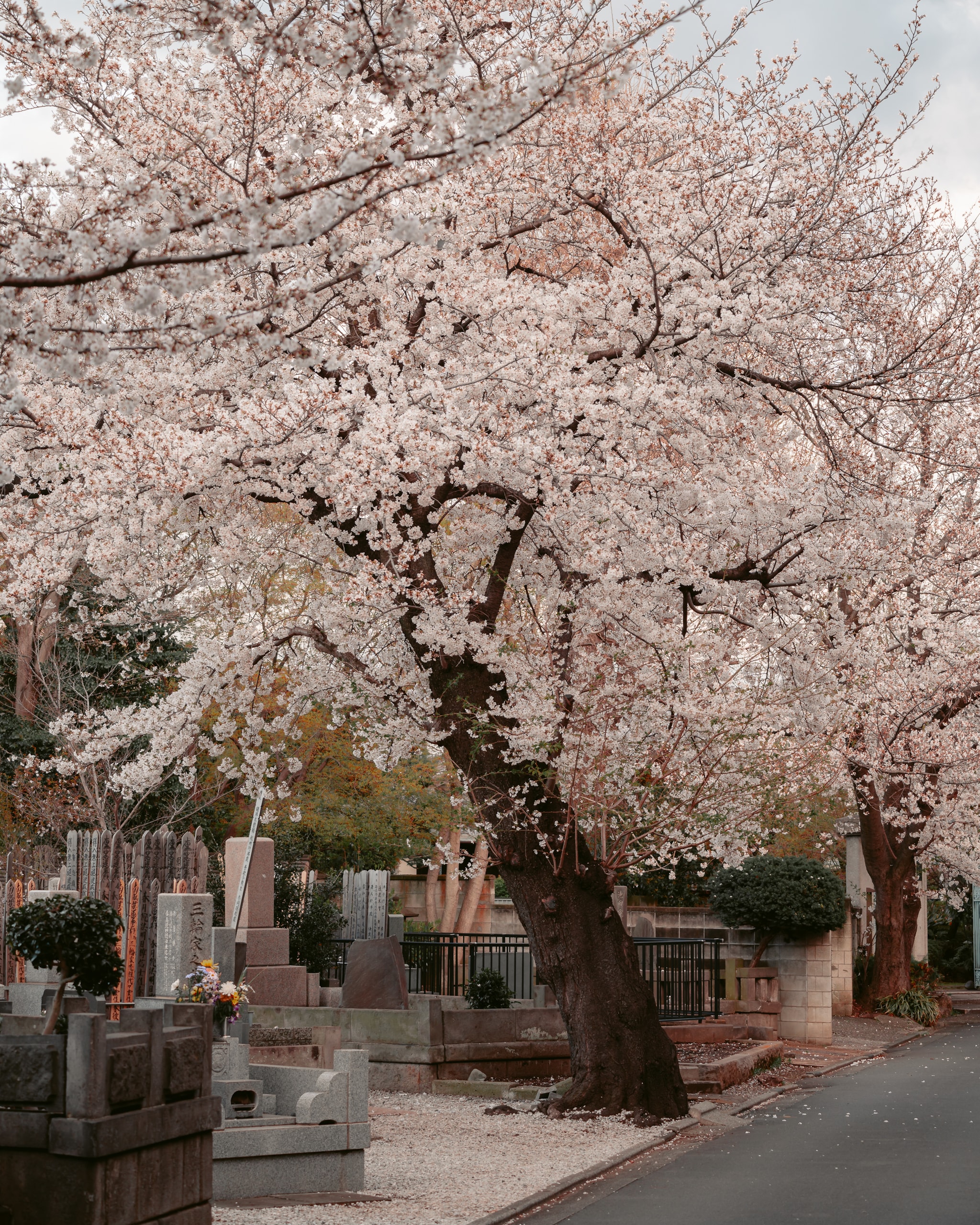 Silent Blooms