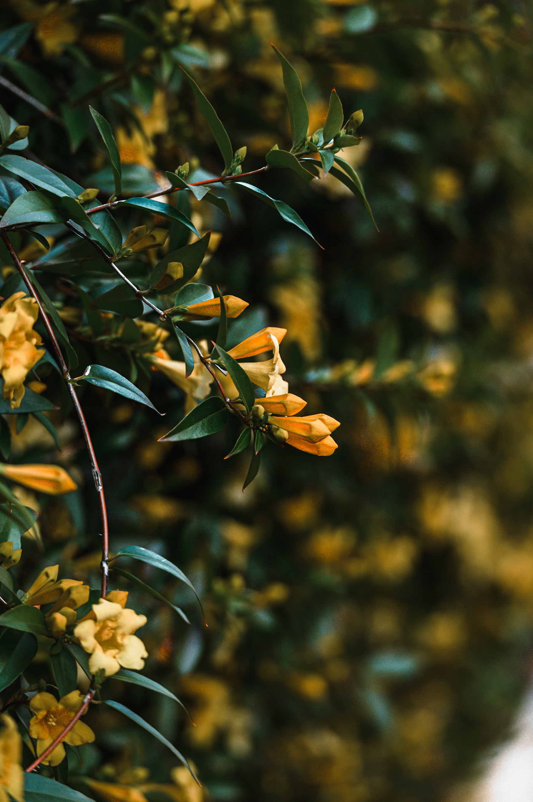 Golden cascade